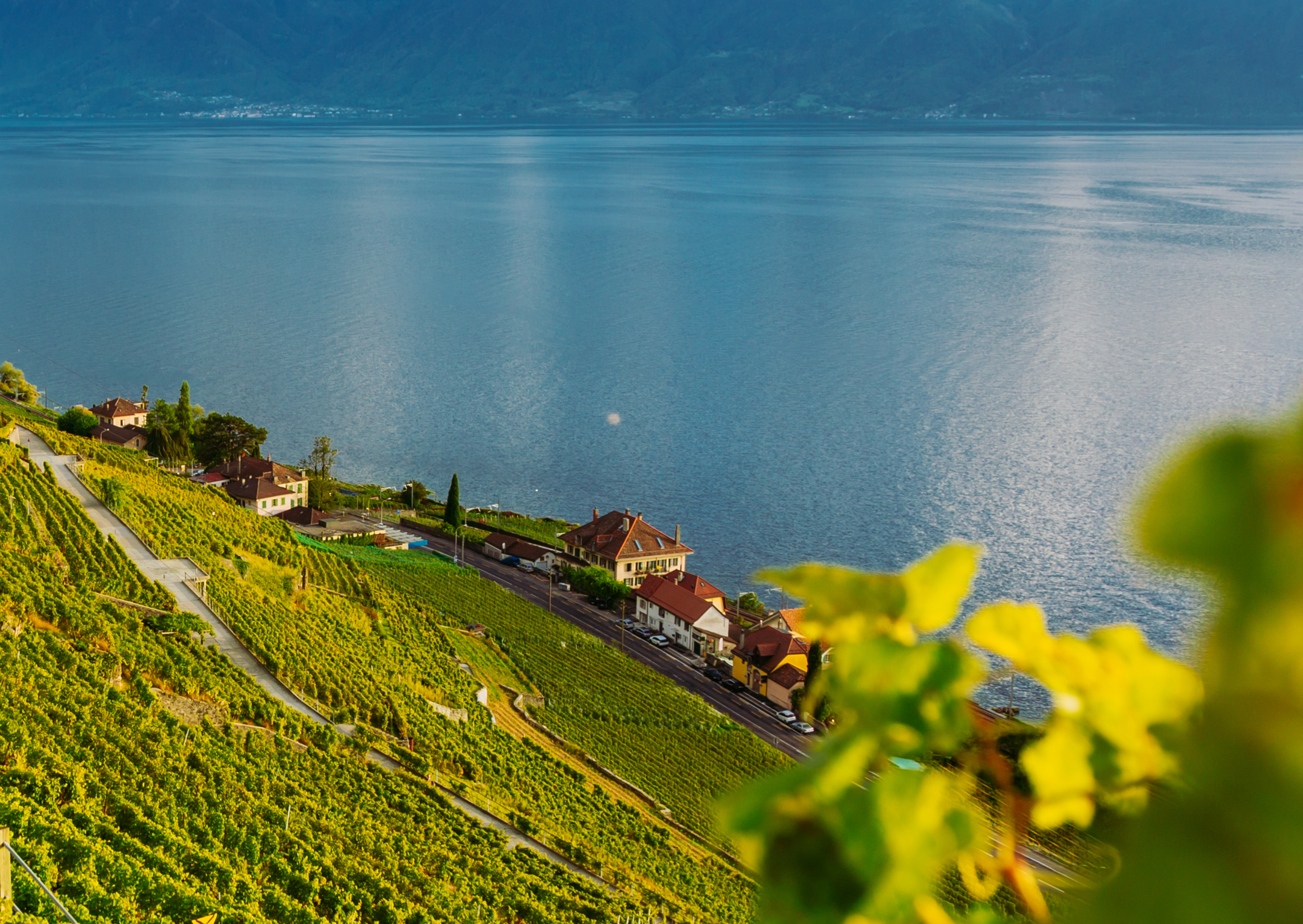 Paysage suisse dans le canton de Vaud avec vue lac