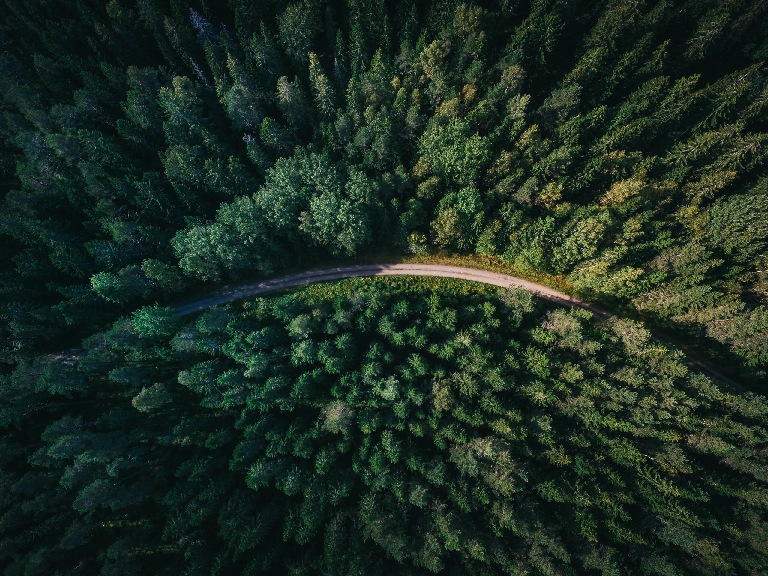 Top View of serpentine road in the summer forest